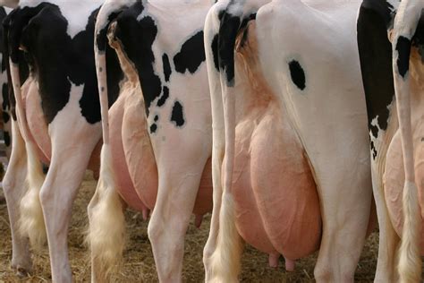 Udder milk - Mastitis, an inflammation of the udder tissue, is one of the most common and most costly diseases in dairy cattle. The majority of mastitis cases are caused by bacteria that enter …